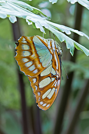 Siproeta stelenes, commonly known as Malachite