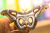 Epiphora mythimnia,
White Ringed Atlas.