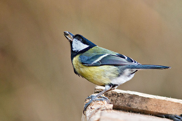 great Tit