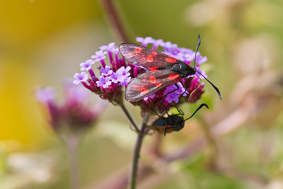 Five spotted burnet moth on a flower