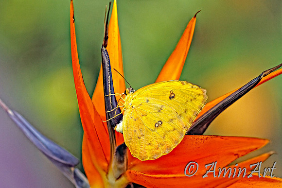 _MG_4953-Edit