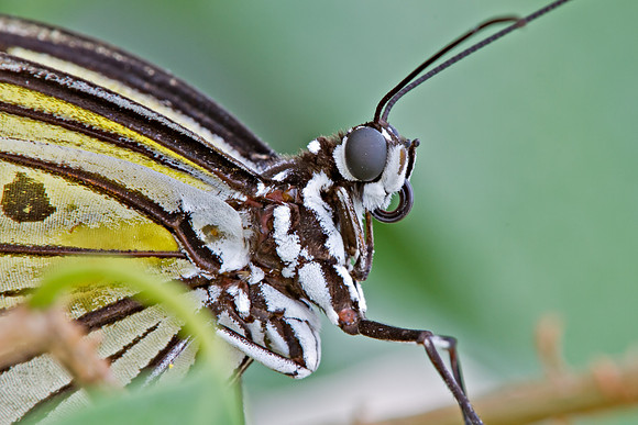 Malabar Tree Nymph, Idea malabarica