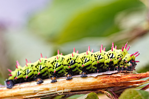 Suraka Silk Moth (Antherina suraka)