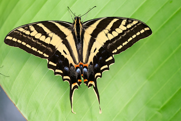Western Tiger Swallowtail (Papilio rutulus)