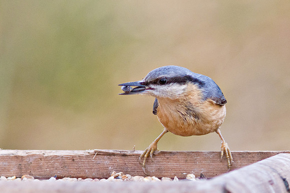 Red-breasted Nuthatch