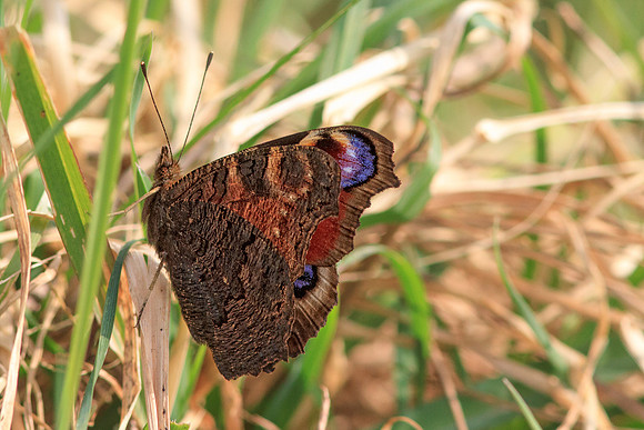 European Peacock (Aglais io)