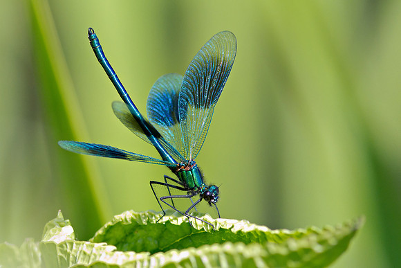 Banded Demoiselle (Calopteryx splendens) Male