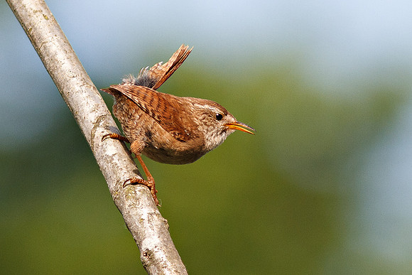 House Wren (Adult)