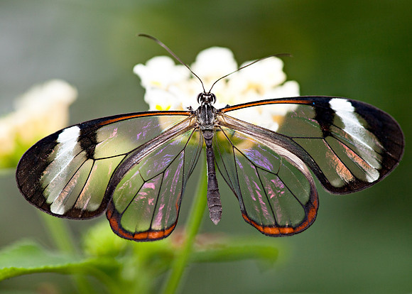 Greta Oto, Glasswing