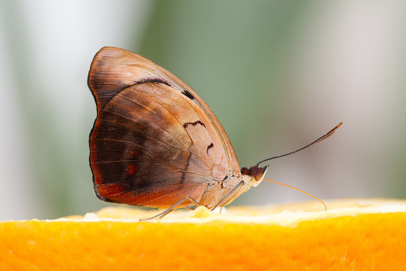 Blue-frosted Banner butterfly, male.(Catonephele numilia)