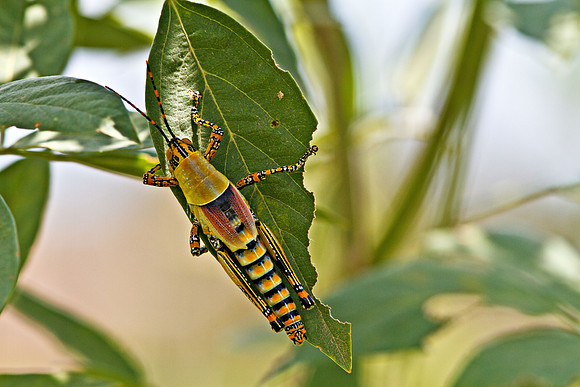 Grasshopper