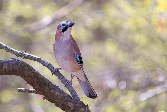 Jay (Garrulus glandarius)