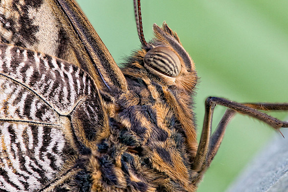 Owl buterfly
