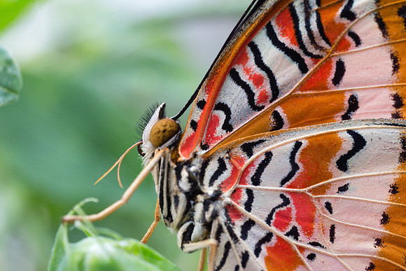 Cethosia biblis, common name Red Lacewing