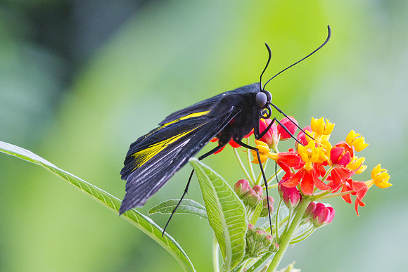 Golden Birdwing (Troides aeacus)