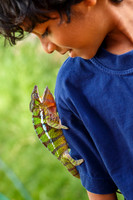 Panther chameleon (Furcifer pardalis) with my son playing