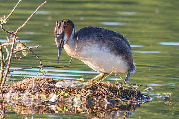 Great Crested Grebe (Podiceps cristatus)