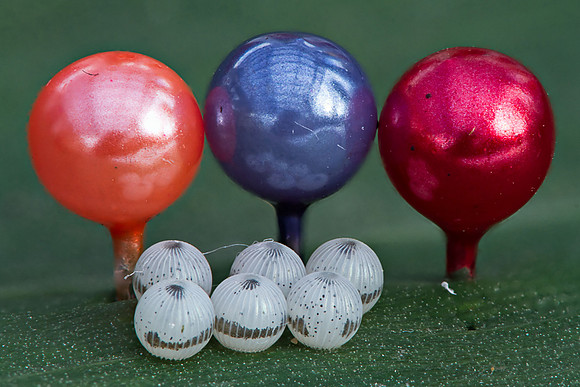 Owl butterfly eggs