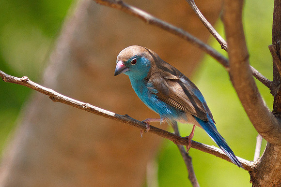 Blue-breasted Cordon-bleu