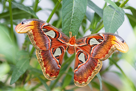 Atlas moth, Attacus atlas