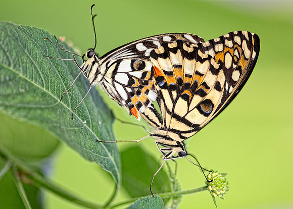 Citrus Swallowtail (Papilio demodocus)