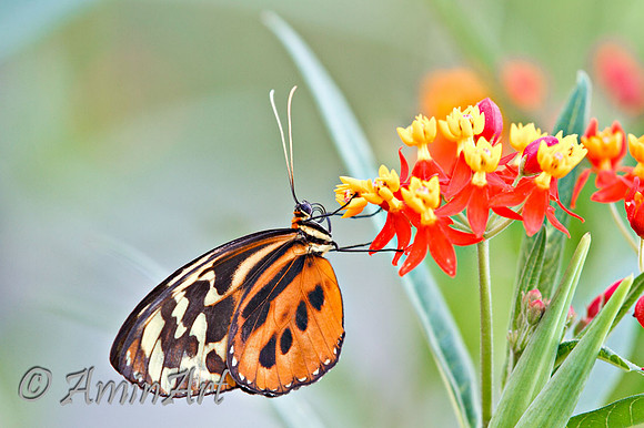 Heliconius Ismenius, Tiger Heliconian